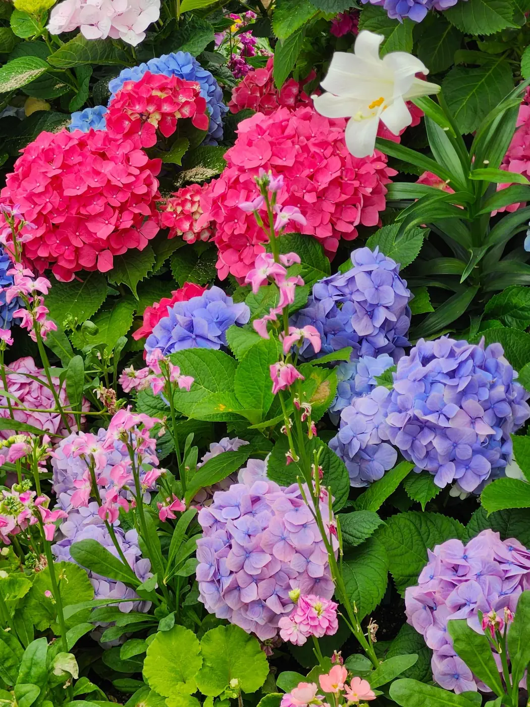 Rožiniais, mėlynais ir violetiniais žiedais žydinčios didžialapės hortenzijos